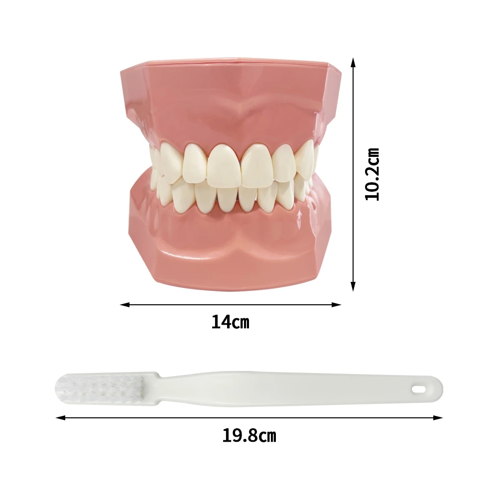 Dental Teeth Teaching Model with Toothbrush Dentist Educational Demonstration Typodont For Teaching Studying Brushing Teeth