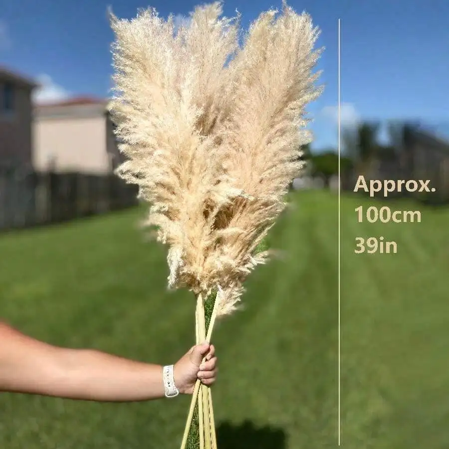 5 Stalks Of Tall Fluffy Pampas Grass 39 Inches Tall Pampas Grass Bouquet Weddings Homes Parties Office Valentine Day - Image 4