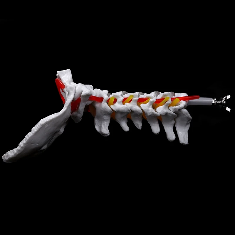 Cervical Vertebra Arteria Spine Spinal Nerves Anatomical Model Anatomy For Science Classroom Study Display Teaching Model