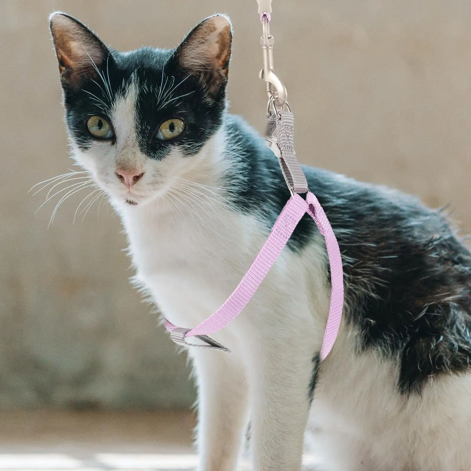 

Cat Walking Harness and Leash Kitten Pet Escape Proof Small Dog Automatic Leashes Harnesses for