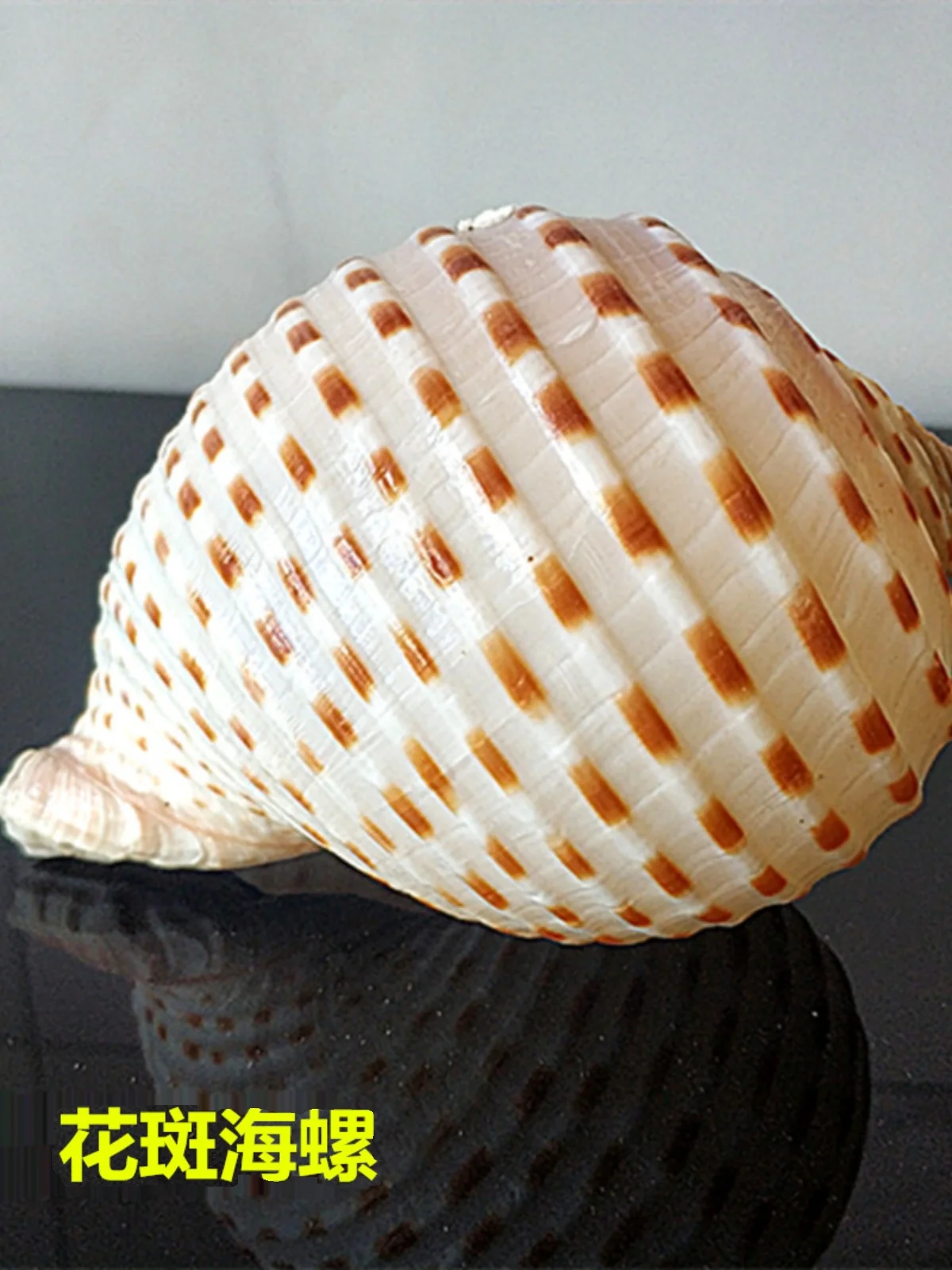 Natural Giant Striped, Black Spoon, Chestnut Zebra Conches - Ideal for Aquarium Scenery, Hiding Spots, Bonsai Decor view 3