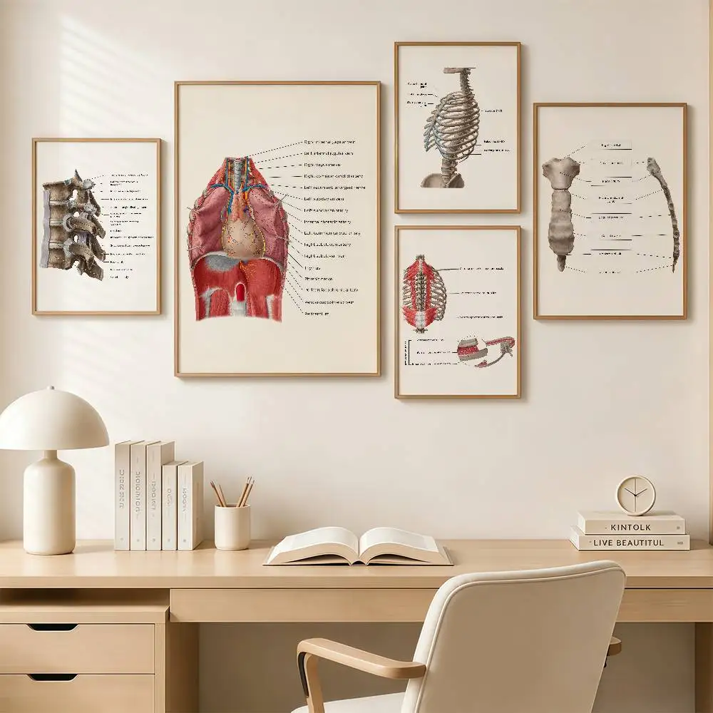 Human Anatomy Poster Medical Wall Art Biology Study Chart Skeleton Nervous System Heart Lung Spine Muscle Educat Classroom Decor