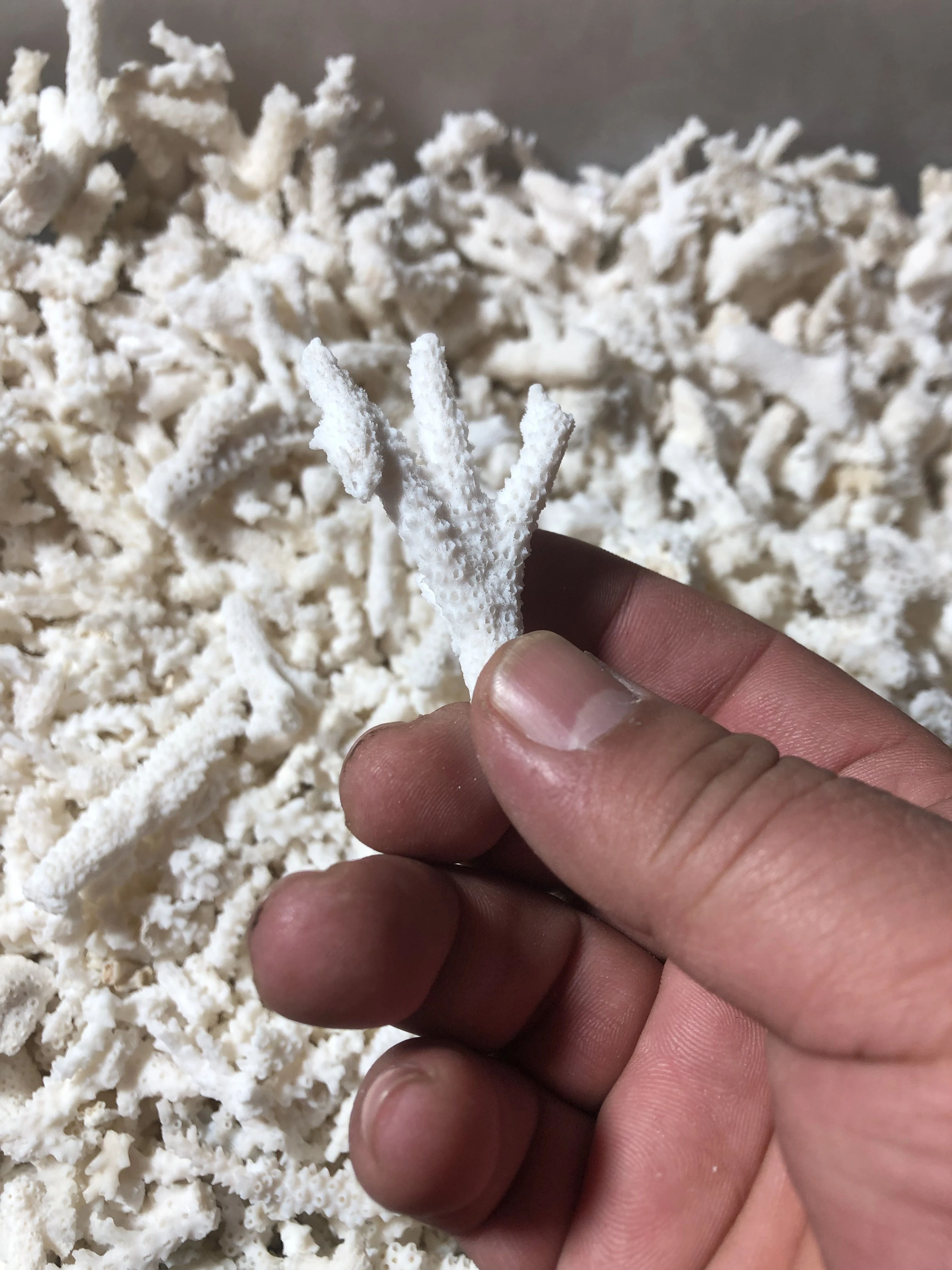 100 Grams Of Natural White Coral Broken Branch Small Pieces For Aquarium Landscape Decoration And Playful Display In Various