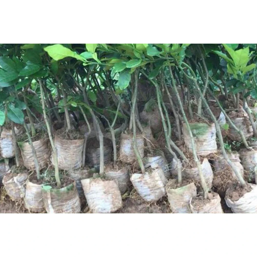 

200pcs Biodegradable Non-Woven Plant Grow Bags Seedling Nutrition Pouch For Garden Nursery Use Fabric Pots Waterproof