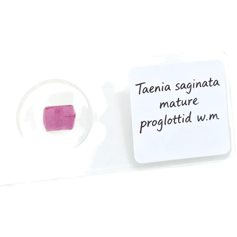 1 Piece Taenia saginata mature proglottid Whole Mount Parasitology Microscope Prepared Slides