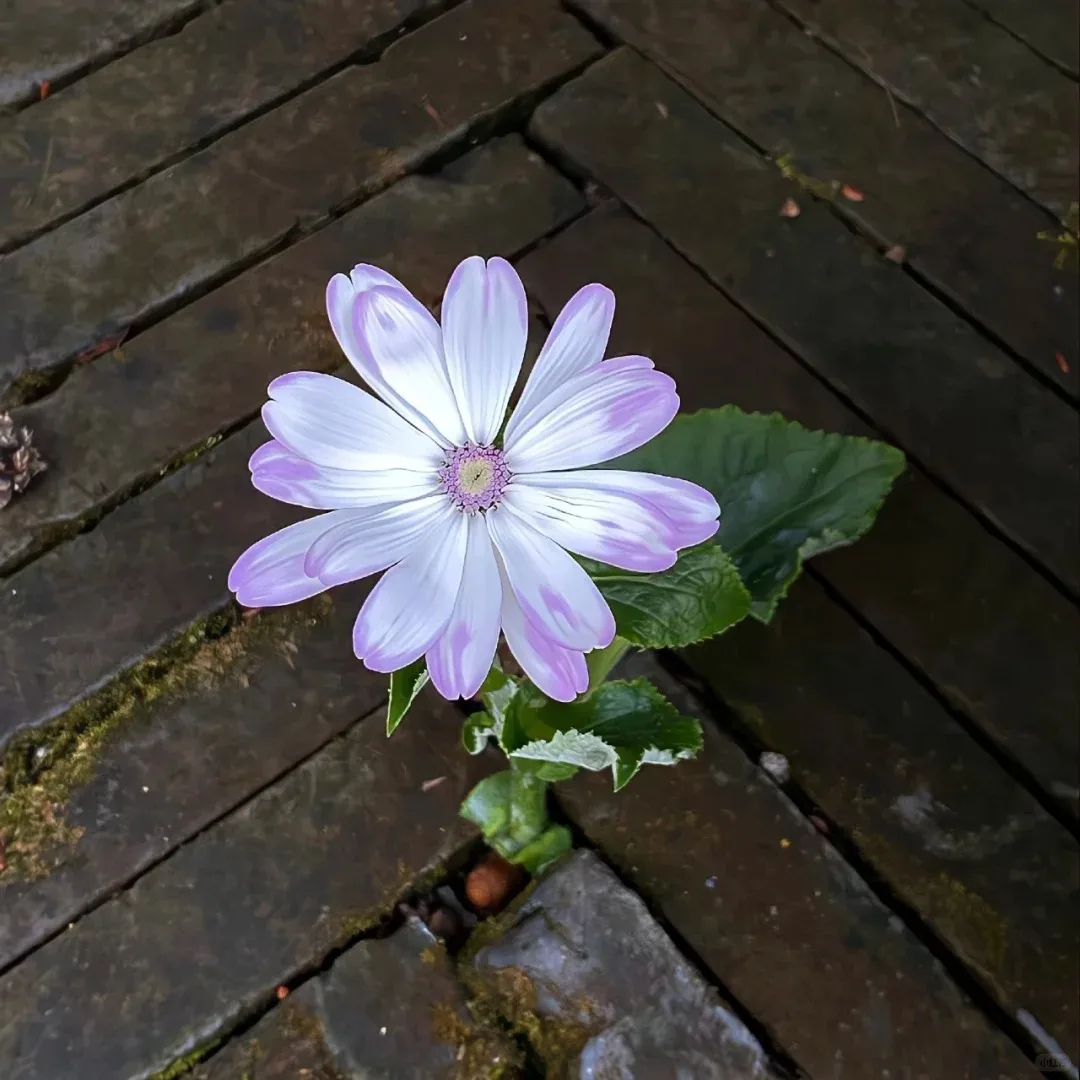 

Laser Skin Tightening Pain-Cooling for Home Use Features Air Cooling Acne Treatment Dark Beauty Equipment