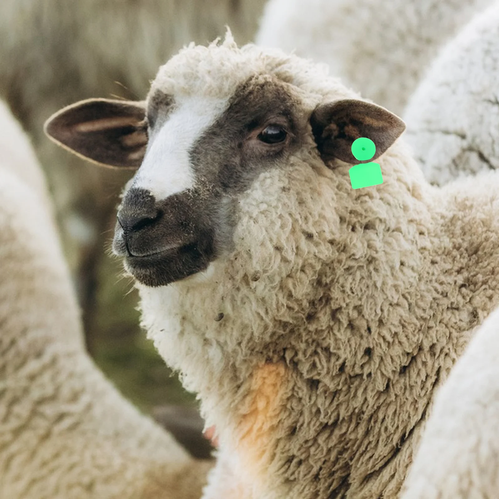 

100pcs Pig Ear Tags Blank Plastic Cow Ear Tags For Sheep Cattle Livestock Waterproof Uv Resistant Animal Identification Tool