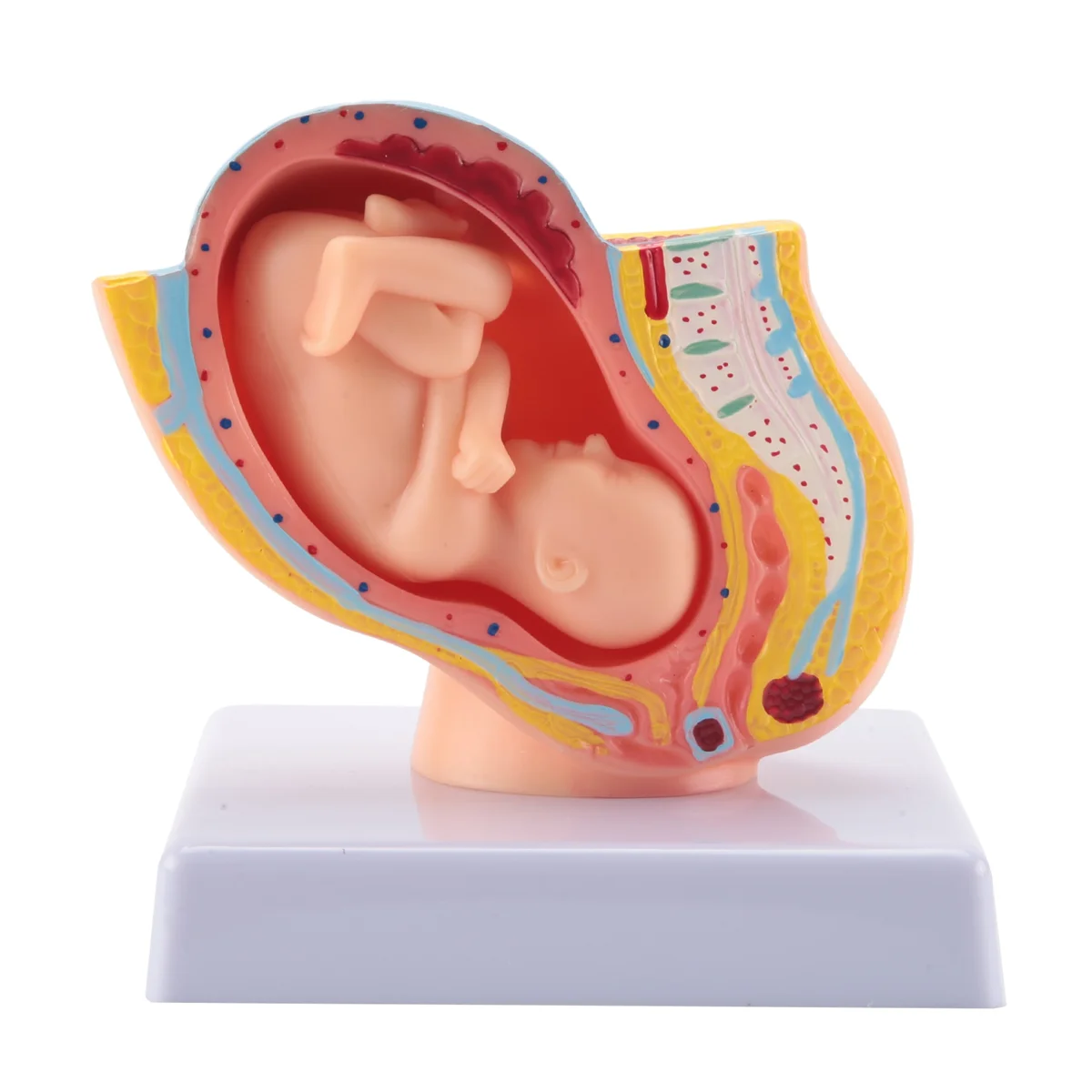 

Human Pregnancy Fetal Development 9Th Month Embryonic Pelvic Model Fetus Foetus Pregnancy Anatomy of the Placenta Model