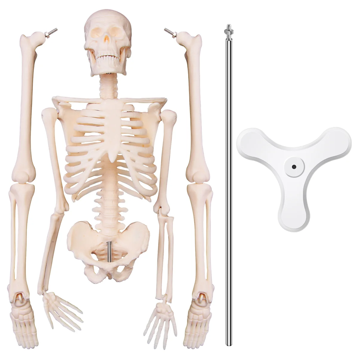 45CM Human Anatomical Anatomy Skeleton Model Poster Learn Aid Anatomy Human Skeletal Model