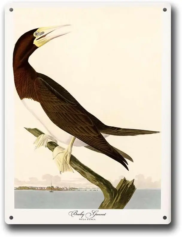 Aluminum Signs Audubon Decoy Gannet Vintage Gallery Wall Art Antiques Home Decor Metal  Tin Sign-aluminum sign