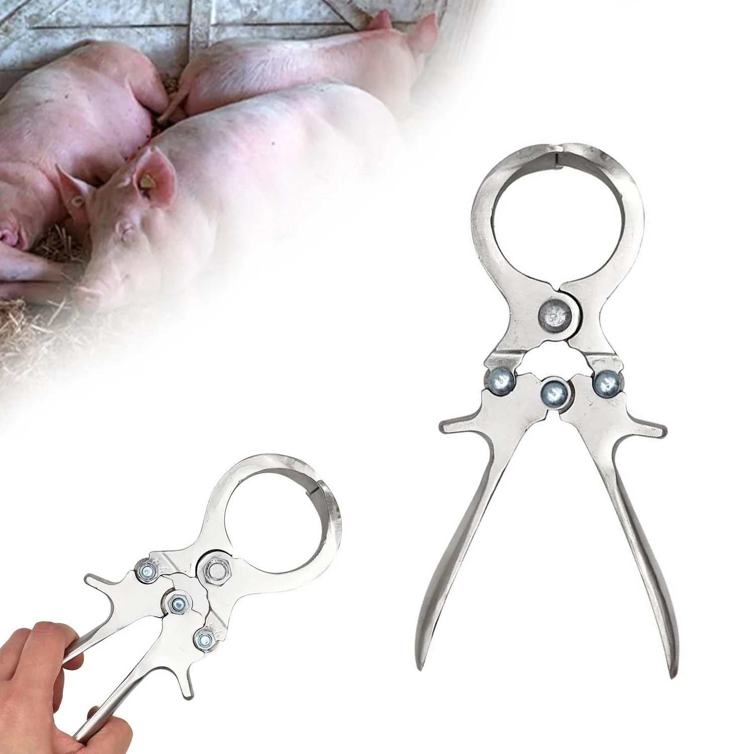 

Stainless Steel Pig Castration Clamp Castration Tool Castration Forceps Farm Animal Scrotum Clamps