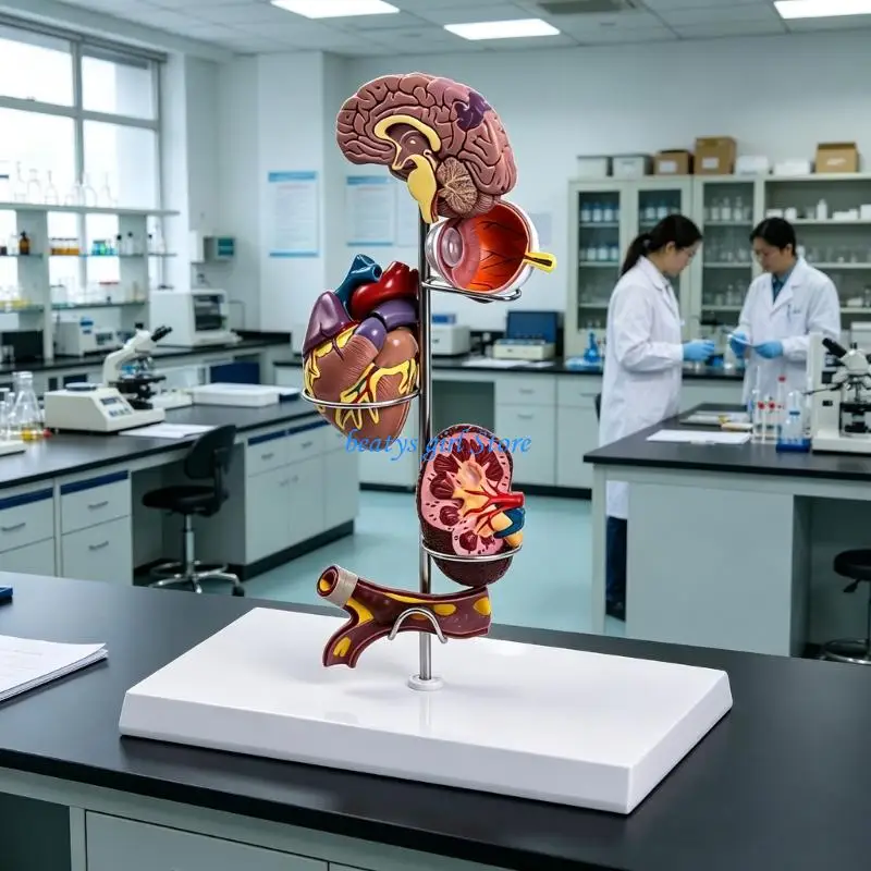 C7AB Interactive Medicals Teaching Tool Featuring Diabetes Hypertension Complications On Vital Organs