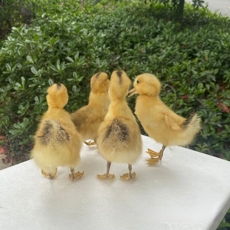 Animal and bird specimens Little yellow duck specimens Home exhibition hall decorations Teaching aids Shooting props home decor