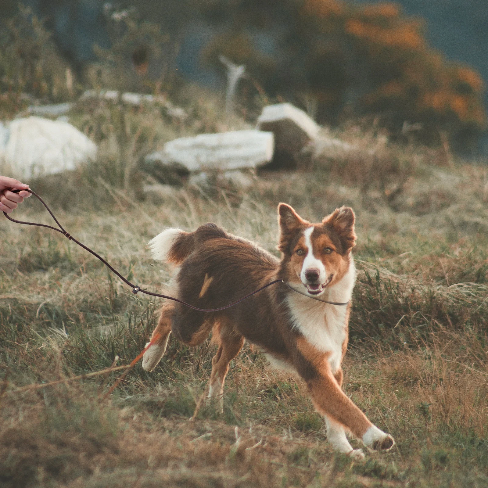 

1pc Smooth Leash Dog Traction Rope Durable Pet Walking Rope For Small Medium Dogs Outdoor Jogging Hiking Traction Strap