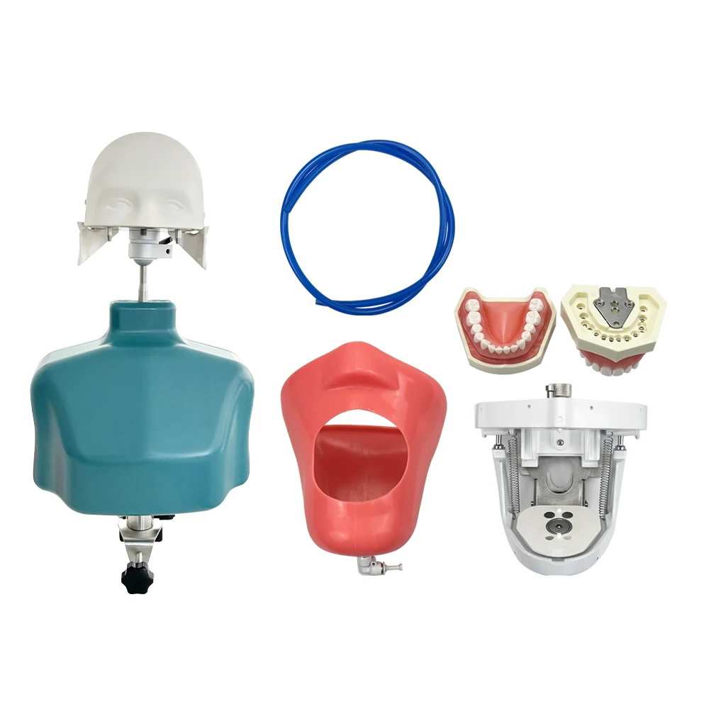Typodont جهاز محاكاة الأسنان نموذج رأس بسيط رأس فانتوم للأسنان مع الأسنان لممارسة التدريس وحدة معدات طبيب الأسنان #6