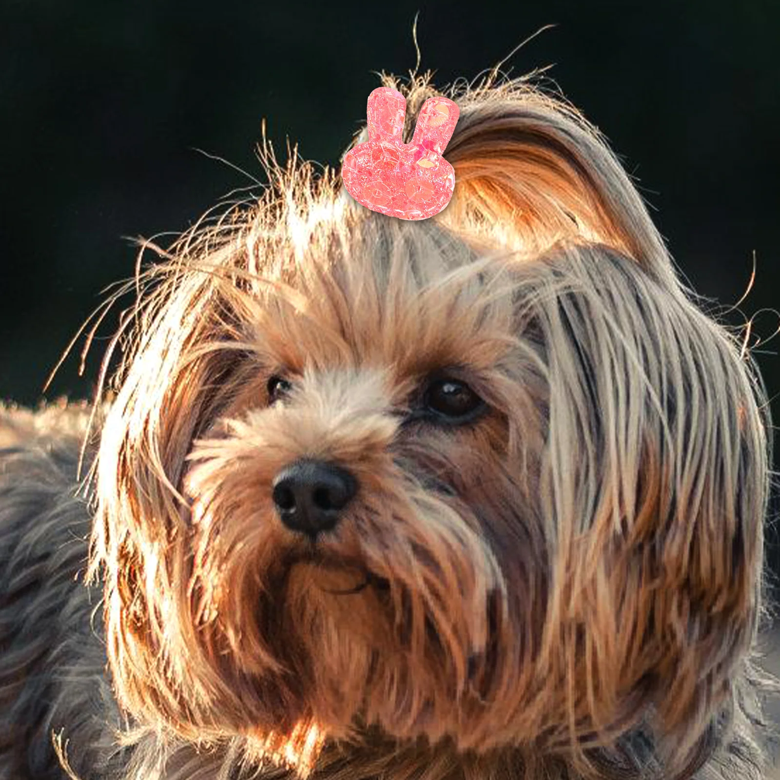 10 Pcs Pet Head Flower Dog Hair Ornament Puppy Rope Headband Rubber Bands Ties for Dogs Child