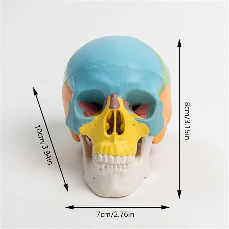 ที่ถอดออกได้สี Anatomy Skull เครื่องมือการเรียนรู้ Minitype มนุษย์อวัยวะ Anatomical Model เครื่องมือการสอน