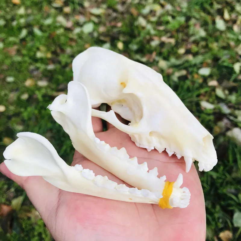1pcs Pure Natural Taxidermy  Vulpes Raccoon  Skull Taxidermy Real Bone Skeleton Christmas Decoratio
