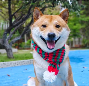 2024 cachecol de natal para animais de estimação outono e inverno quente cão urso de pelúcia coleira de gato cor bloqueada cachecol cão cachecol de natal acessórios