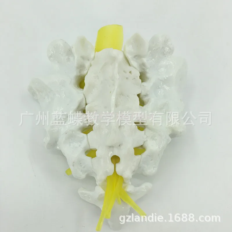 Natural Large Human Sacrum and Tailbone Model Medical Orthopedics Teaching Mold Factory Direct Sales