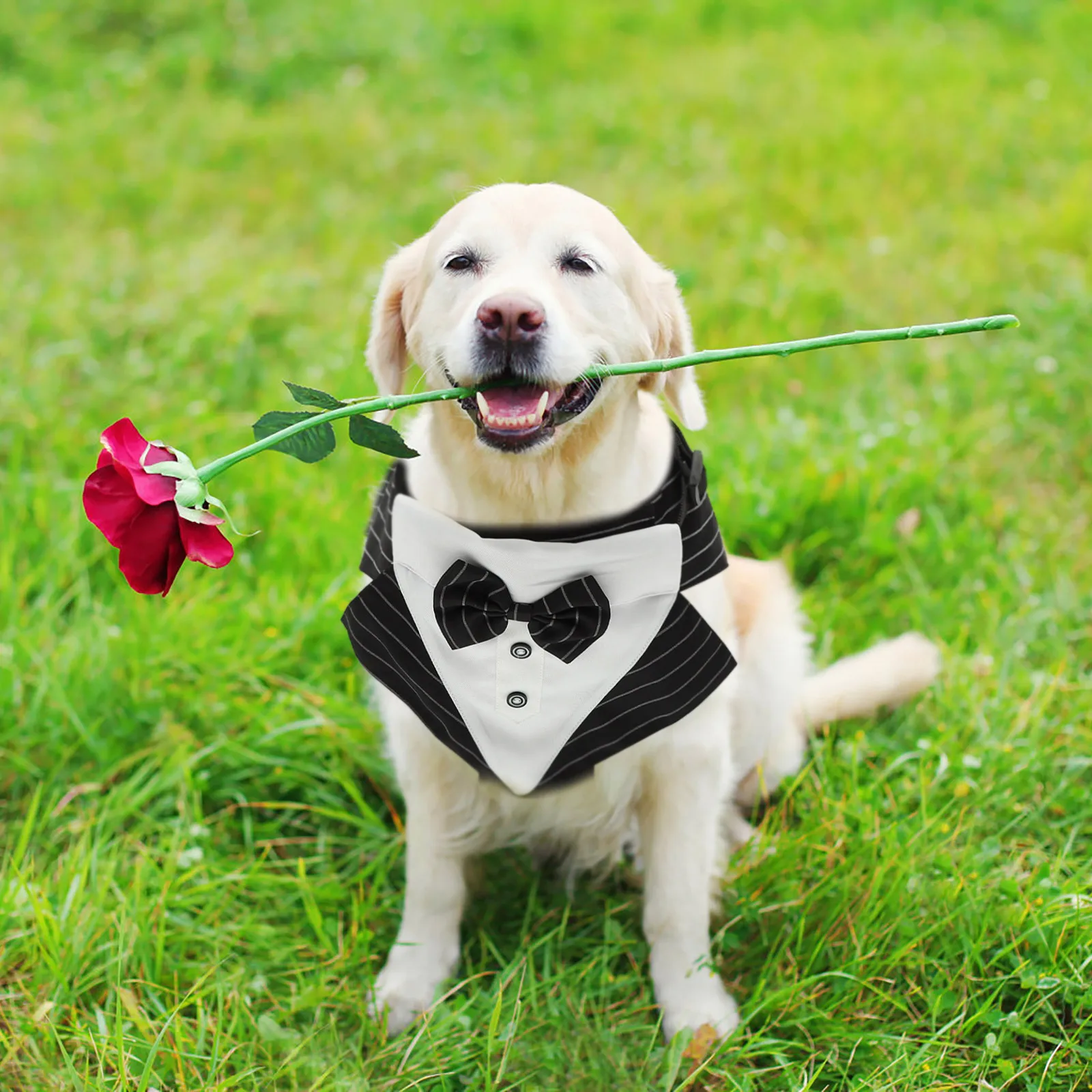 

1 set 1 Set Pet Suit For Dogs Wedding Costume Polyester Dog Tuxedo Comfortable Breathable Skin-Friendly Party Birthday Photo