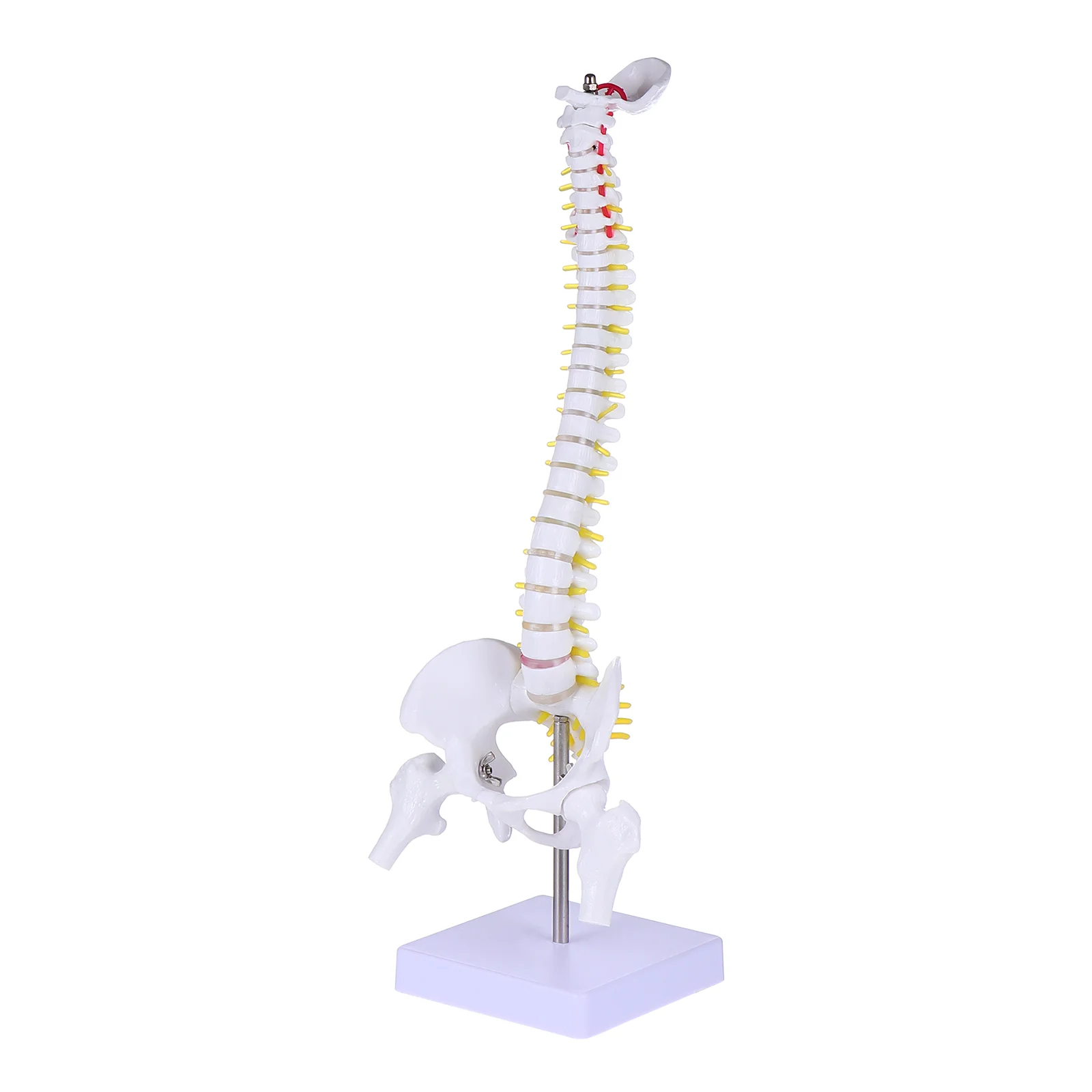 

Model Spine Anatomy Human Spinal Anatomical Models Training Lumbar Vertebrae Practice Body Chiropractic Demonstration