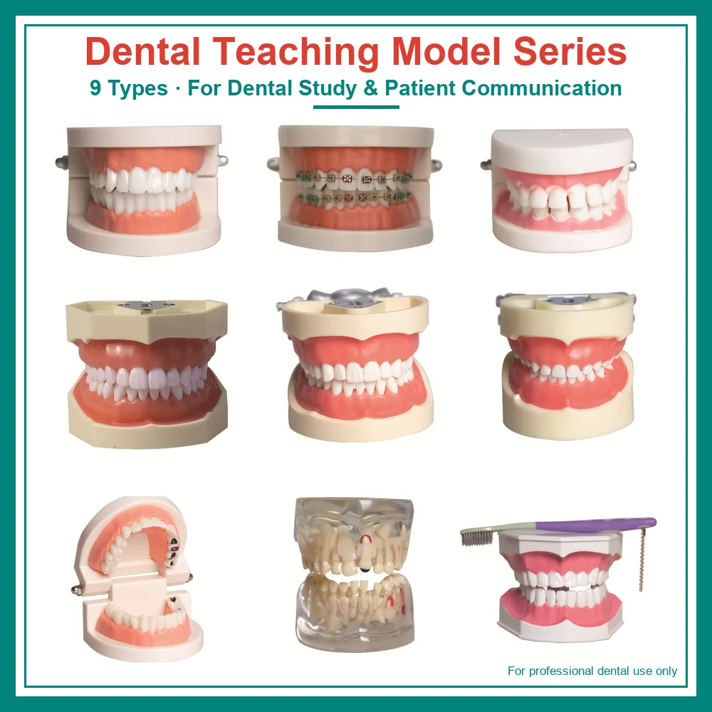 Dental Teaching Model Series Typodont Jaw Models with Removable Teeth Caries Implant Orthodontic Periodontal Demonstration Model