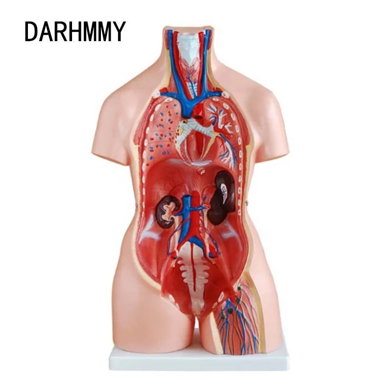 DARHMMY 85cm Unisex Torso Model 23 Parts Anatomical Model For Medical Science