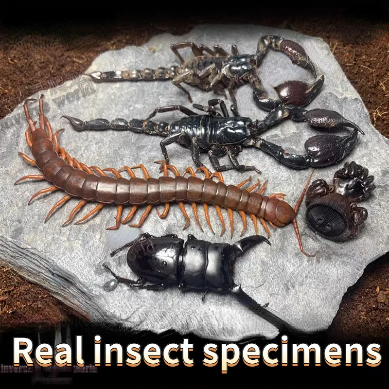 

Real Insects Scorpion Spider Spade Beetle Specimen Teaching Research DIY Crafts Exhibition Collection Living Room Decoration