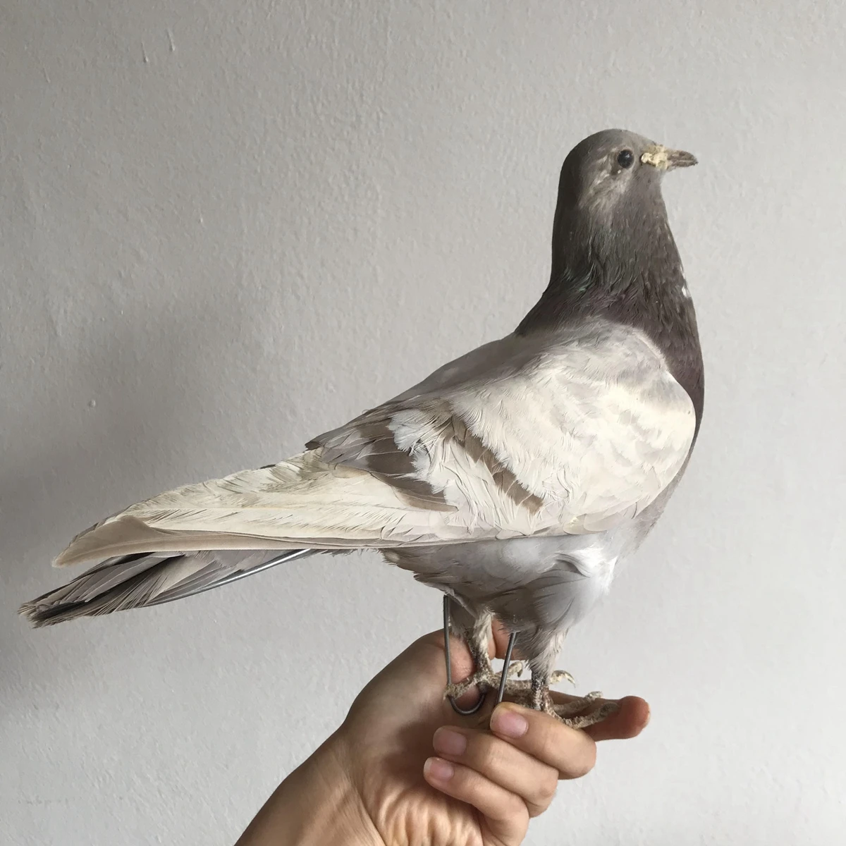 

1Pcs real Taxidermy Eurasian gray pigeon Columba specimen Teaching / Decoration