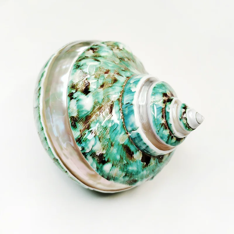 Large Turbo Jade Green Shell with Pearl Band Hermit Crab Sea Shells for Crafting Coastal Home Decor Accent and Vase Filler view 5