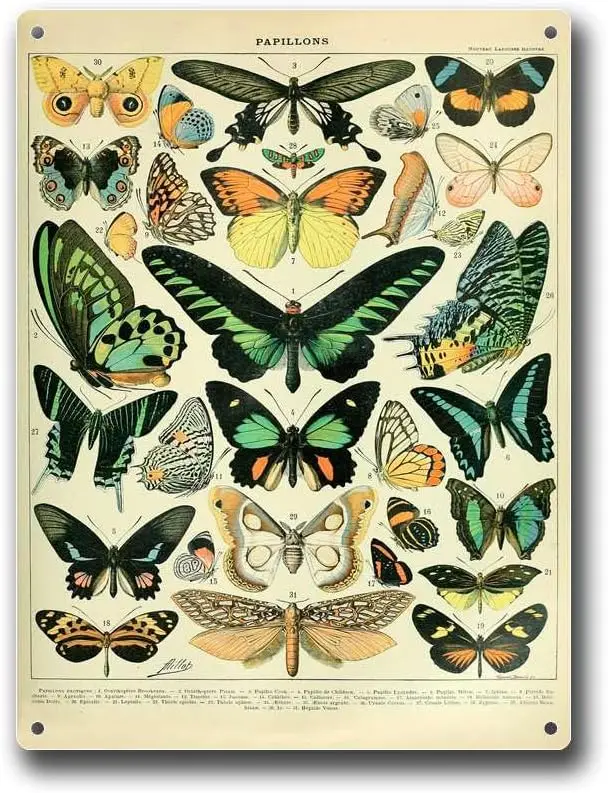 Metal Tin Signs Vintage Papillons Wall Art Insect Decor  Sign-aluminum sign