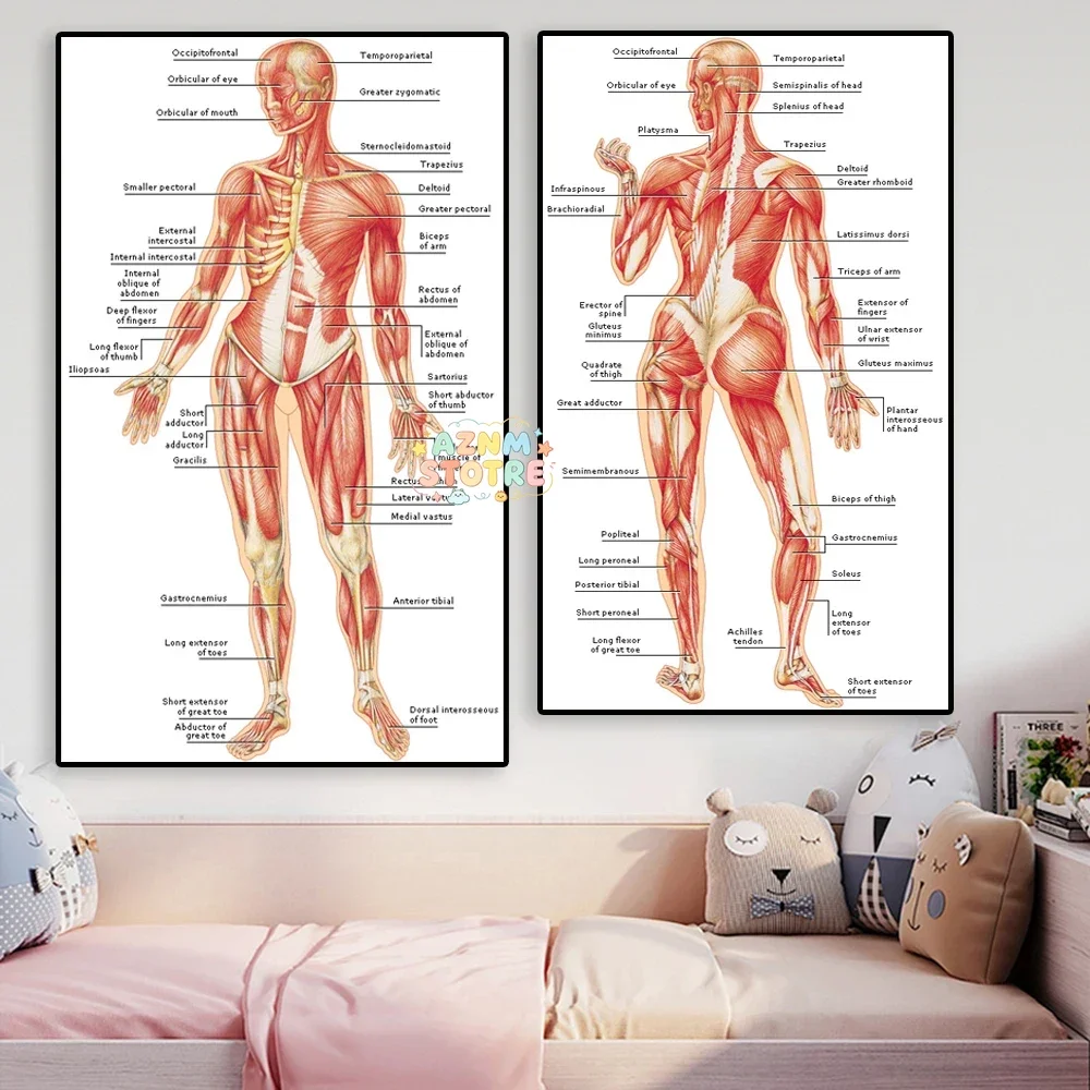 HD Human Anatomy Poster Muscles System Art Canvas Painting Body Map Print Wall Pictures Science Medicine Hospital Office Deco