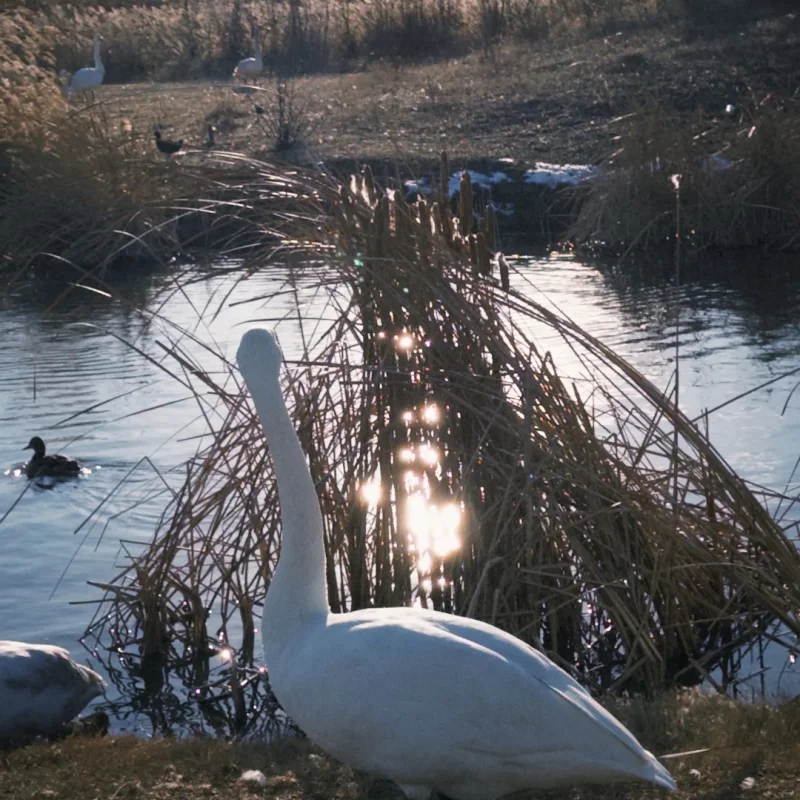 4 Stück 1,9 Zoll Gummi Beadlock Radreifen für Axial Capra AXI03004 – 1/10 RC Car Monster Truck Upgrade-Teile