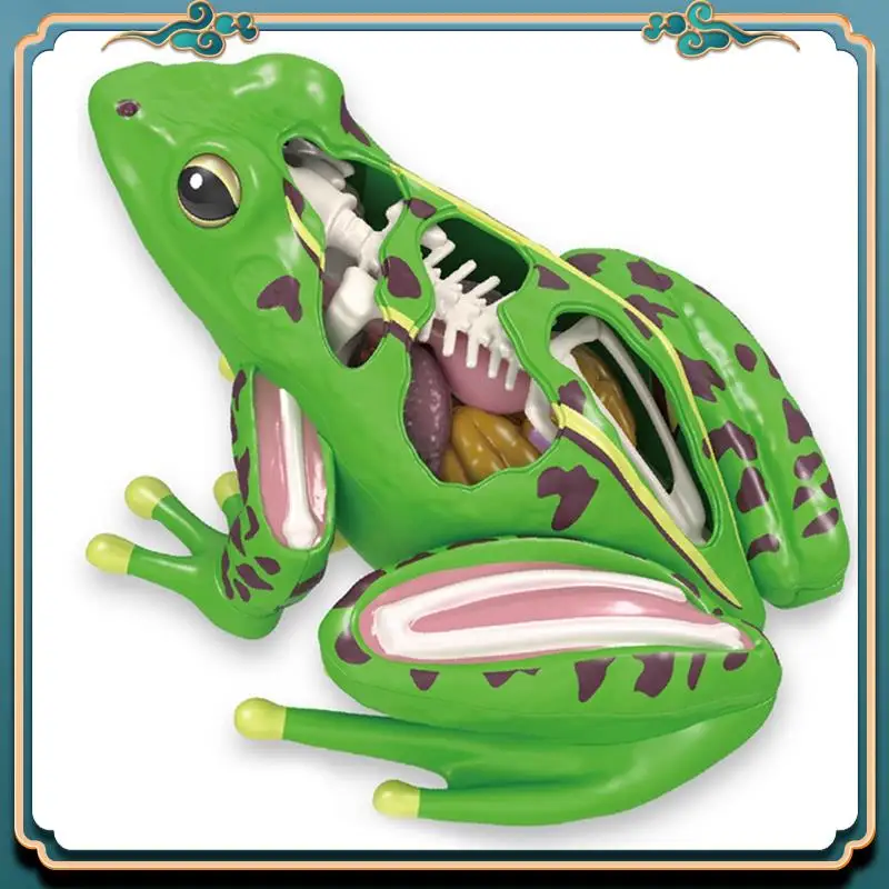 (New)-4D Frog Anatomy Model Detachable Frog Organs STEM Biology Education Teaching Aid Early Learning Toy For Children
