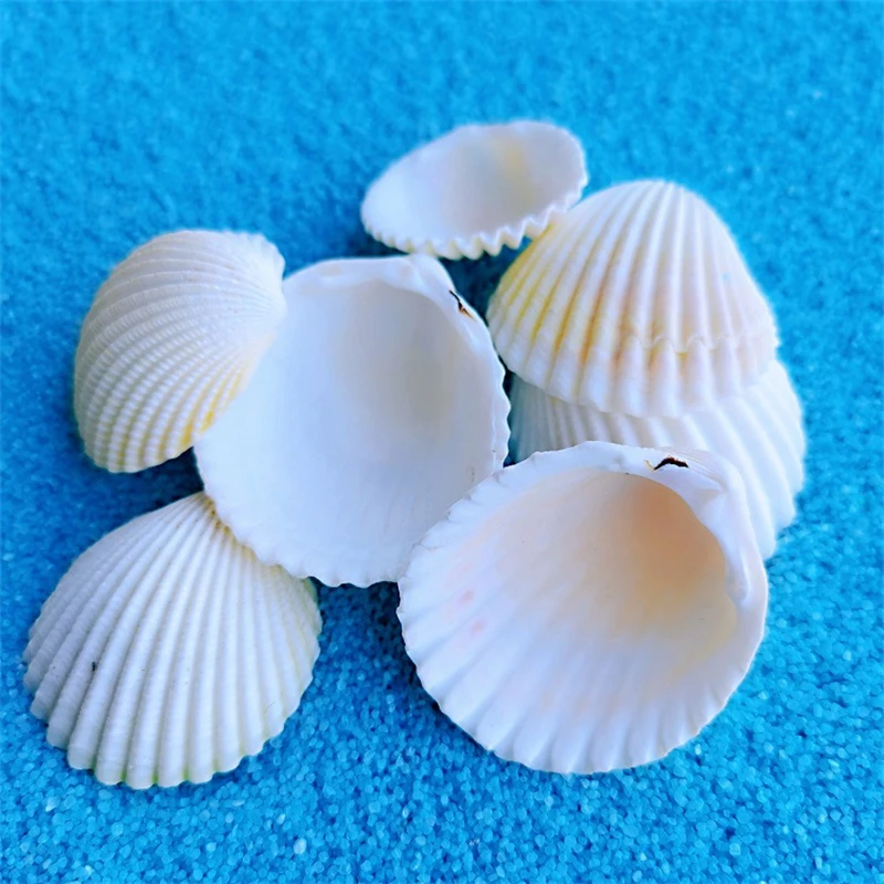 

Natural Lion Coconut Shell White Conch 3.5-5cm DIY Handmade Fish Tank Aquarium Imaging Micro Landscape Display 10pcs/lot