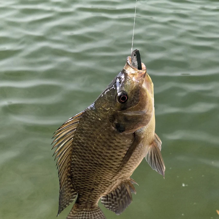 Ackibbik 24 قطعة طعوم صيد السمك الناعمة سيليكون الطعوم الاصطناعية طعوم السباحة أسماك البلمة الناعمة لملحقات صيد سمك السلمون المرقط #5