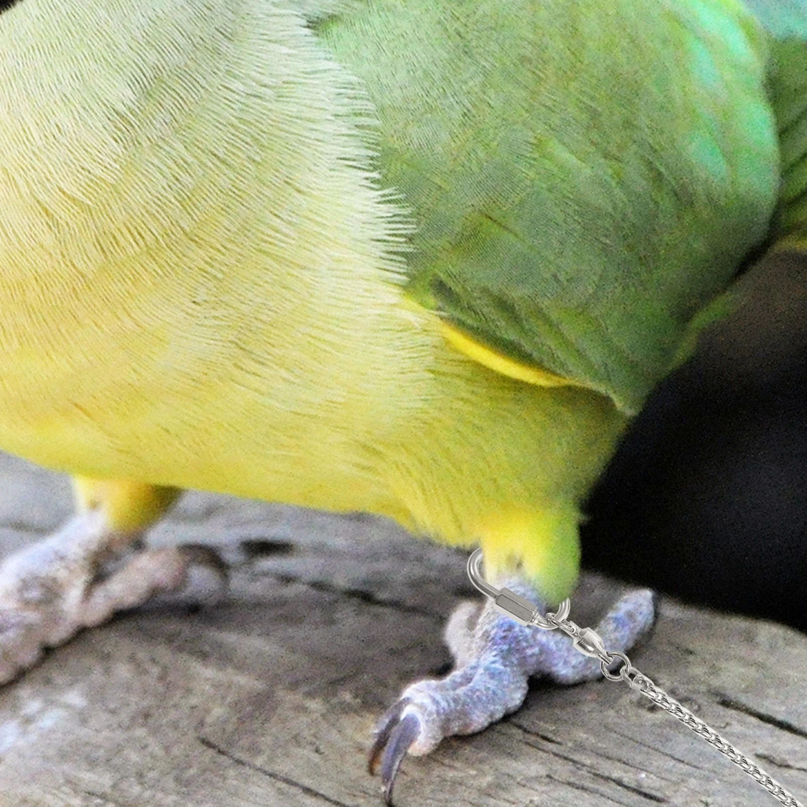 

Stainless Steel Bird Foot Chain Durable Metal Leg Rings for Cockatiels Peony Lovebird Pets Accessories Anti Flying Parrot Anklet