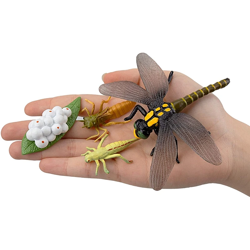 HOT-Life Cycle Of Frog Snail Earthworm Dragonfly, Egg Tadpole To Frog Safariology Amphibian Figurinestoy Kit, School Project