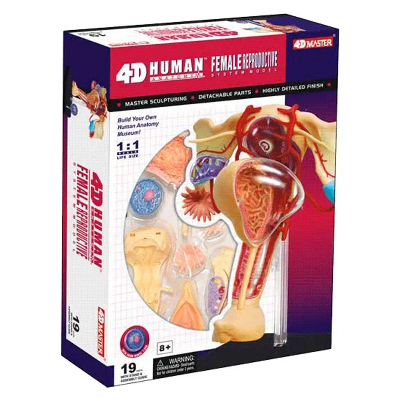 1:1 Female Reproductive System 4D Assembling Toy Perspective Bone Anatomy Model Transparent Skeleton Model