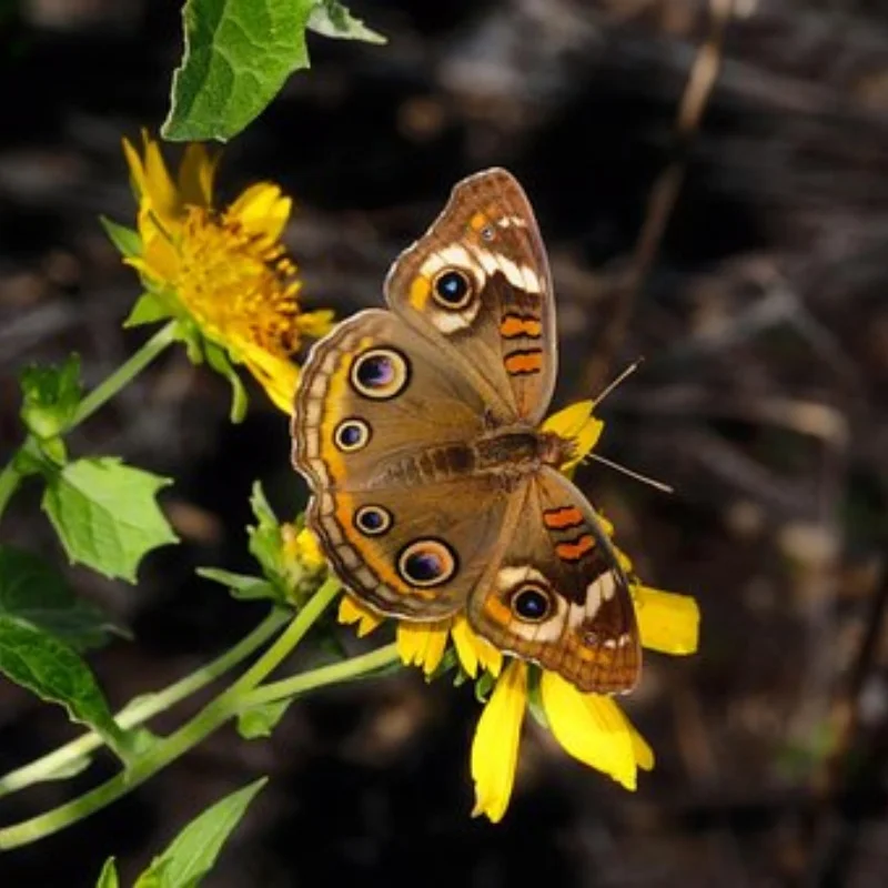 

4 шт. 100 мм 1/7 1/8 RC раллийные внедорожные багги шины колеса 17 мм шестигранные для ARRMA Trxs Redcat Team Losi Kyosho HPI WR8 HSP RC Car