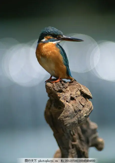 

Metal Steel Gear Digital Servo 75KG Brushless Servo Waterproof for RC Car Crawler 1/8 1/10 SCX10 TRX4 Truck Robot Upgrade Parts