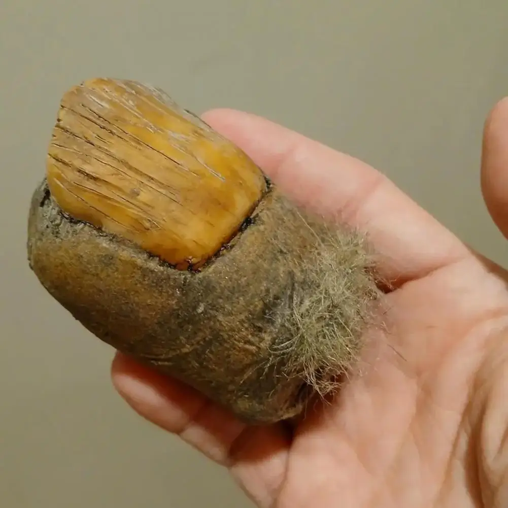 Sasquatch Big Toe Figurine Weather-proof Realistic Giants Toe Resin Statue Sculpture Home Garden Party Decoration Ornament