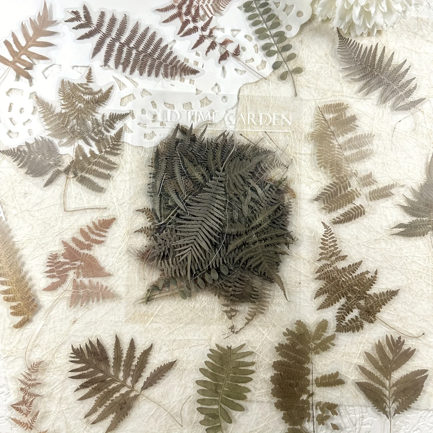 A Pack Of 40 Vintage Fern Leaf PET Stickers For Journal DIY Collage, Scrapbooking, And Photo Album Decoration