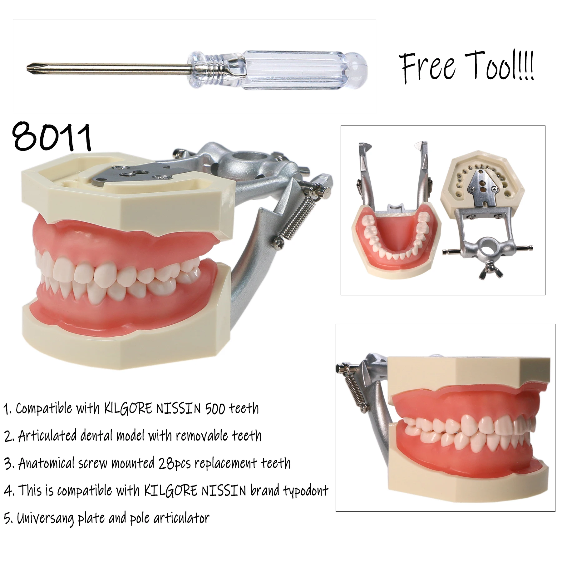 Dental Typodont Model  Screw-in 28 Replacement Teeth fit NISSIN 200 Type Gum Dentistry Preparation Training TeachingM8011M8024