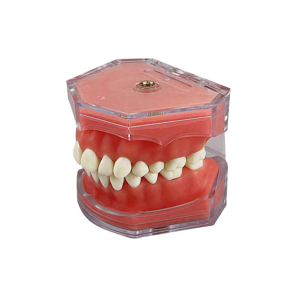 Dental Model With Removable Teeth Standard Jaw Typodont Soft Gum Dental Study Teaching Demonstration Model Dentistry Products