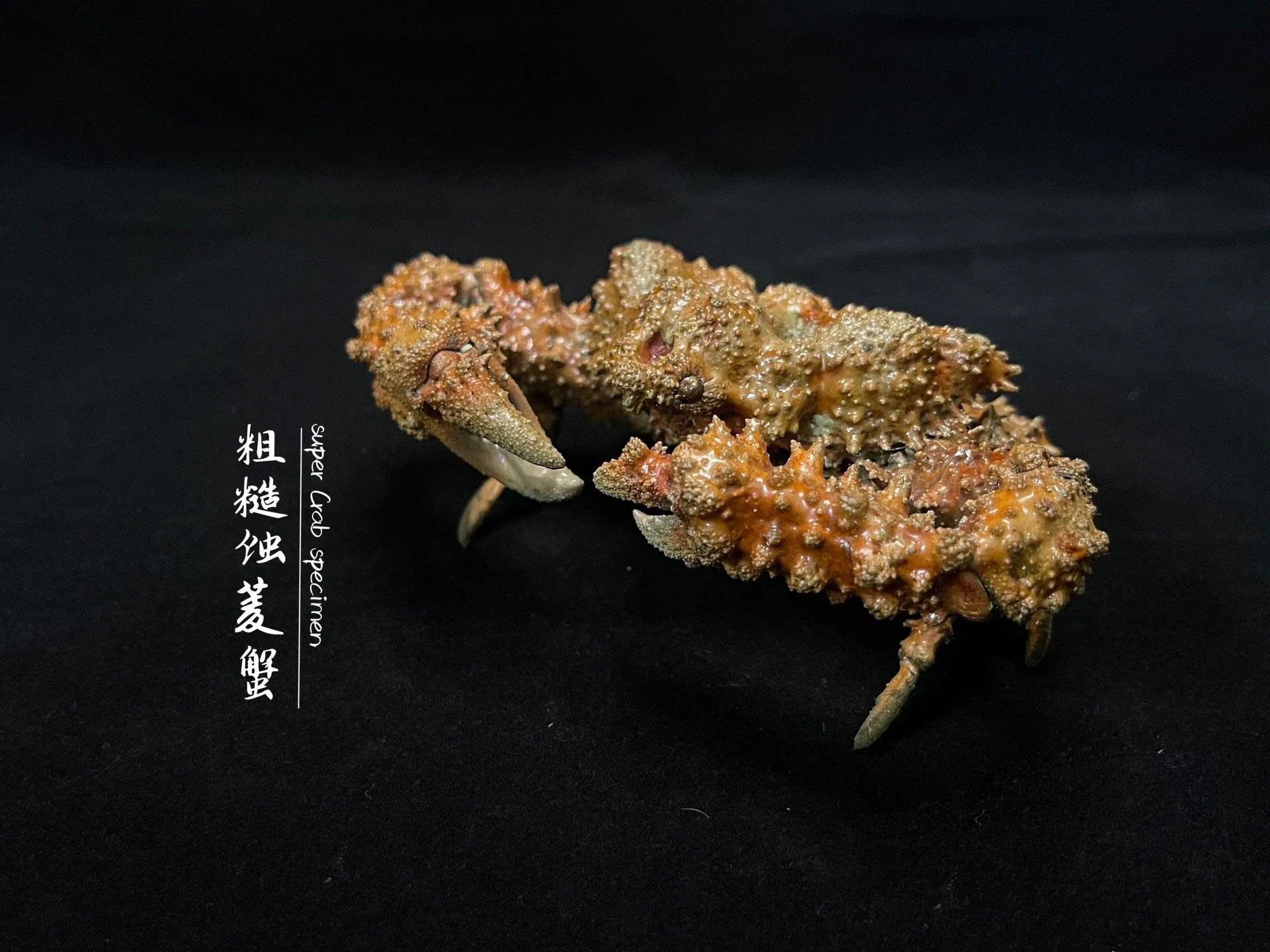 Real Super Crab Specimen Special Handicrafts Collectors Home Decor Ornament Desk Decoration Customized