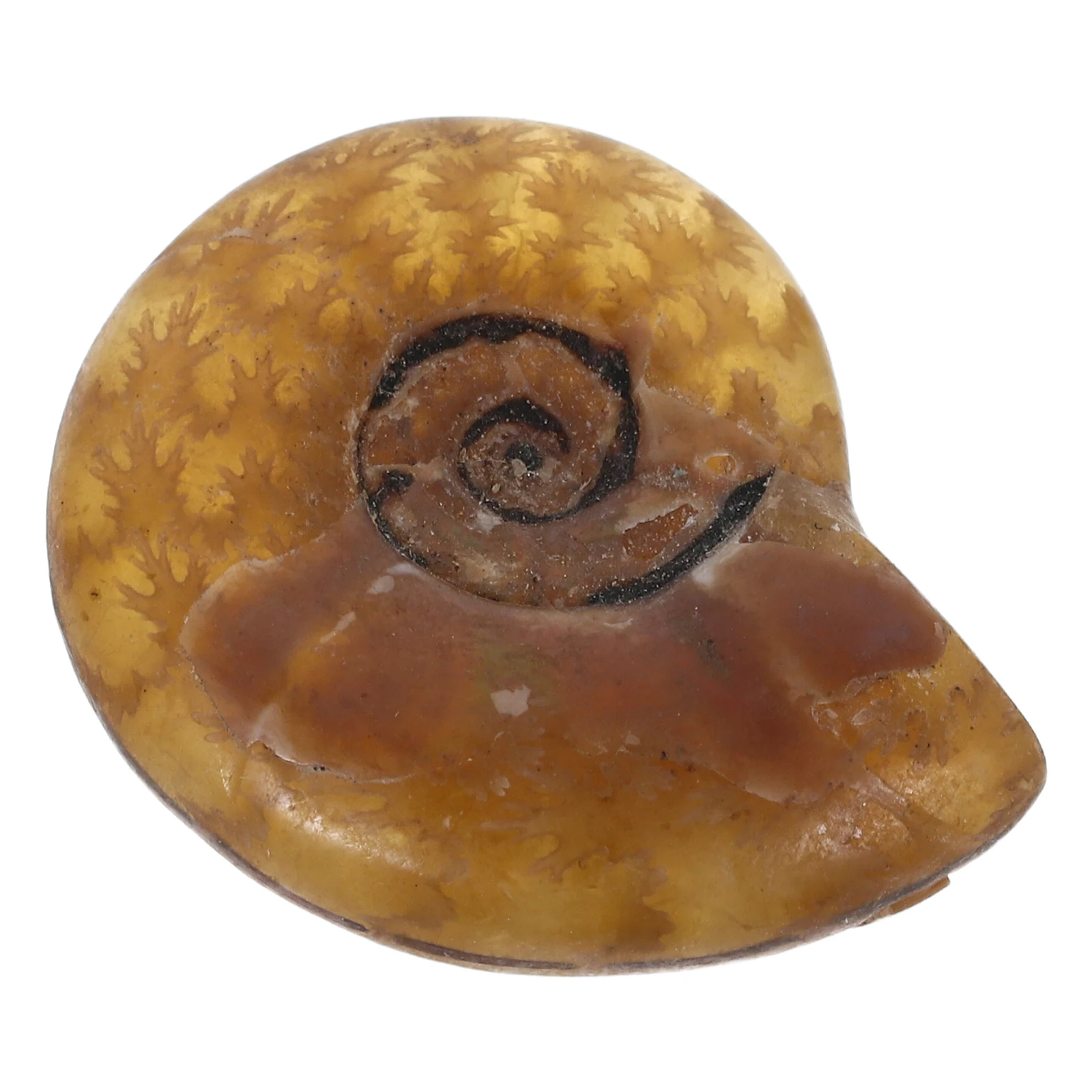 

Natural Ammonite Pendant Handmade Spiral Conch Shell Jewelry Charm For Necklace Keychain Diy Accessories Marine Themed