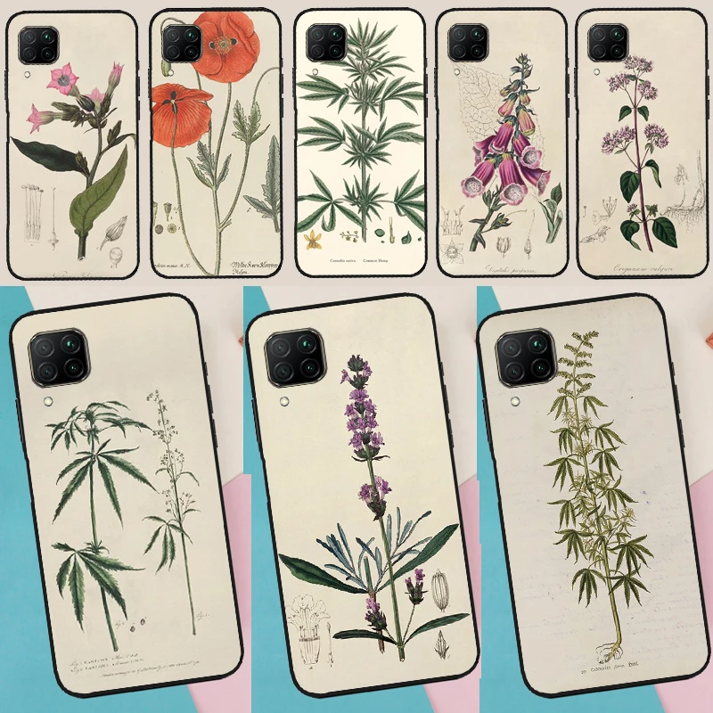 Botanical Drawings … - image