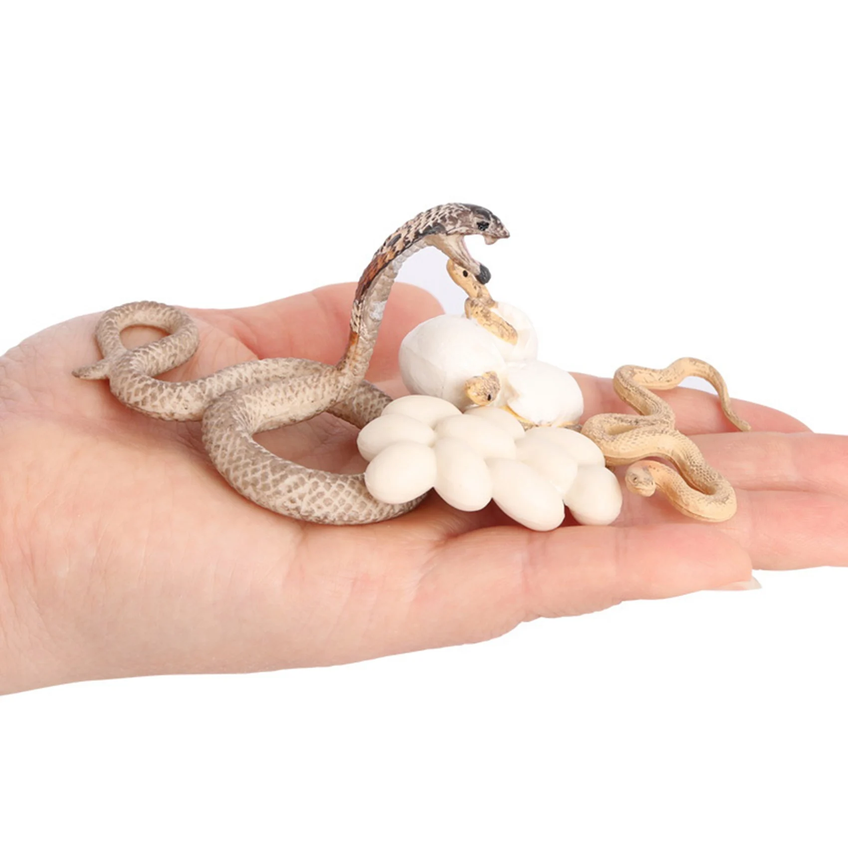 Realistic Animal Life Growth Cycle Biological Model Toys Snake Growth Cycle Biological Model Cobra Growth